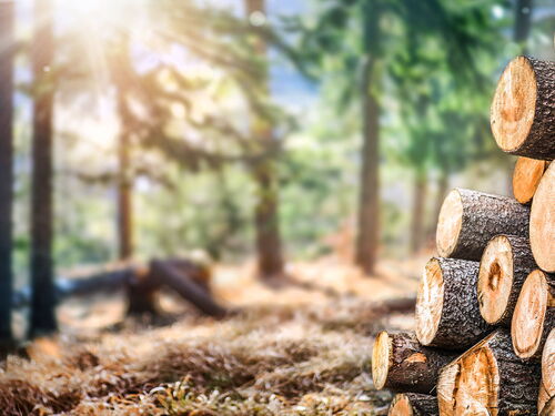der Wald als Rohstoffgeber für Colloredo-Mannsfeld
