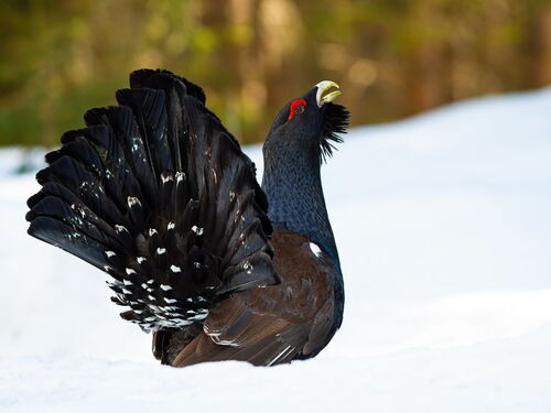 Auerhahn im Schnee