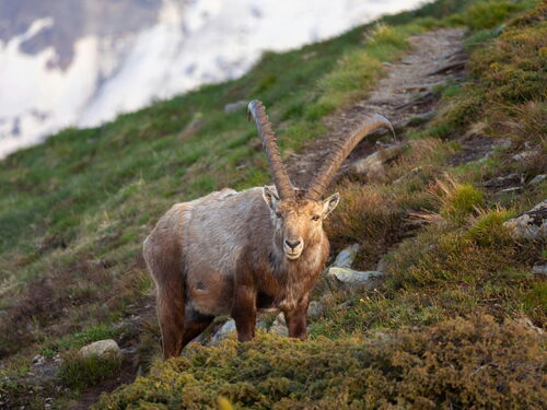 Steinbock in den Bergen
