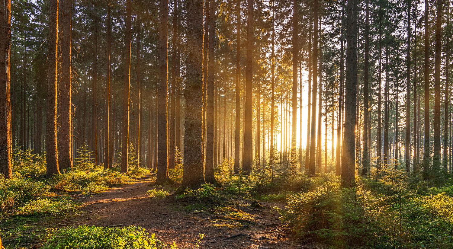 Holz als erneuerbare Energie nutzen